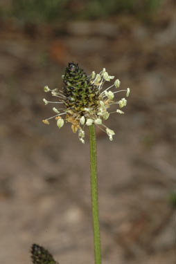 APII jpeg image of Plantago lanceolata  © contact APII