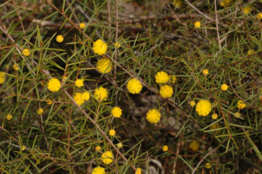 APII jpeg image of Acacia brownii  © contact APII