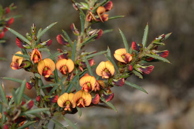 APII jpeg image of Daviesia acicularis  © contact APII