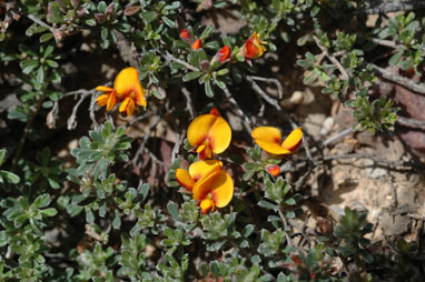 APII jpeg image of Pultenaea microphylla  © contact APII