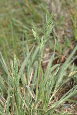 APII jpeg image of Bromus brevis  © contact APII