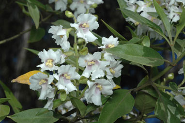 APII jpeg image of Prostanthera petraea  © contact APII