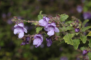 APII jpeg image of Prostanthera incana  © contact APII