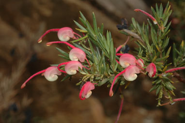 APII jpeg image of Grevillea rosmarinifolia 'Nana'  © contact APII