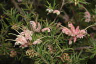 Grevillea juniperina 'Pink Lady'