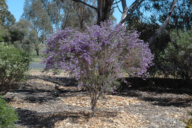 APII jpeg image of Eremophila nivea x drummondii  © contact APII