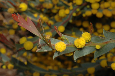 APII jpeg image of Acacia glaucoptera  © contact APII