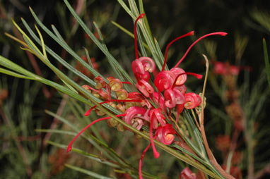 APII jpeg image of Grevillea 'Elegance'  © contact APII