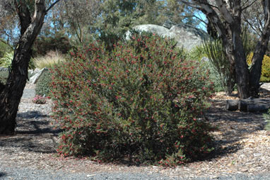 APII jpeg image of Eremophila maculata 'Crimson Dwarf'  © contact APII