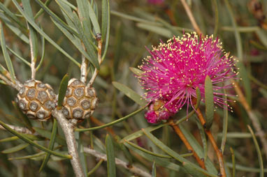 APII jpeg image of Melaleuca filifolia  © contact APII