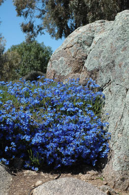 APII jpeg image of Lechenaultia biloba  © contact APII