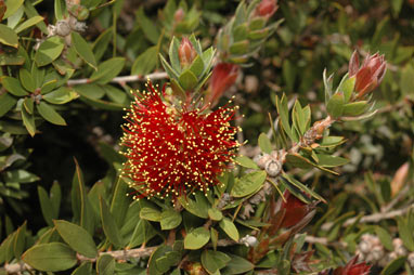 APII jpeg image of Callistemon (Hinchinbrook Island)  © contact APII