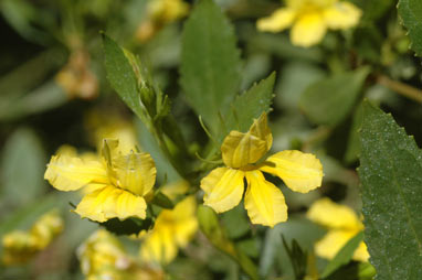 APII jpeg image of Goodenia ovata  © contact APII