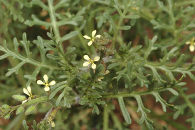 APII jpeg image of Carrichtera annua  © contact APII