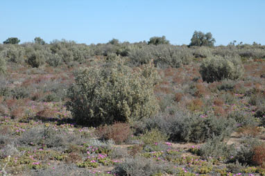 APII jpeg image of Atriplex vesicaria  © contact APII