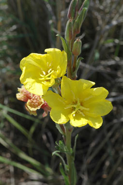 APII jpeg image of Oenothera stricta subsp. stricta  © contact APII