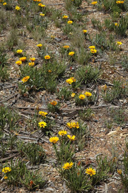 APII jpeg image of Gazania linearis  © contact APII