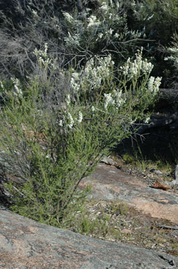 APII jpeg image of Kunzea occidentalis  © contact APII