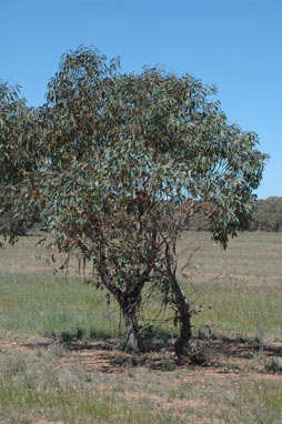 APII jpeg image of Eucalyptus behriana  © contact APII