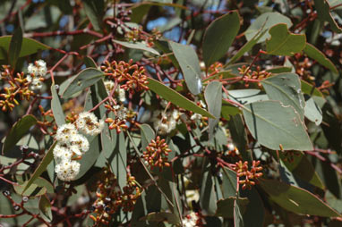 APII jpeg image of Eucalyptus behriana  © contact APII