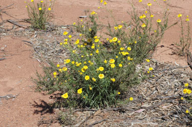 APII jpeg image of Xerochrysum viscosum  © contact APII