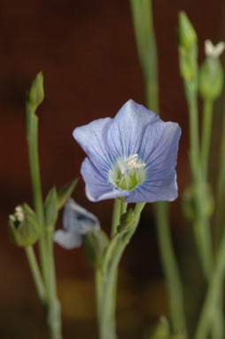 APII jpeg image of Linum marginale  © contact APII