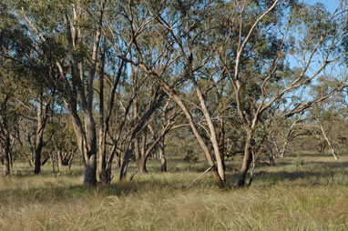 APII jpeg image of Eucalyptus populnea  © contact APII