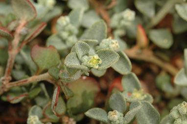 APII jpeg image of Chenopodium desertorum subsp. microphyllum  © contact APII