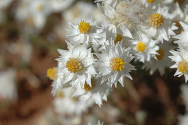 APII jpeg image of Rhodanthe floribunda  © contact APII