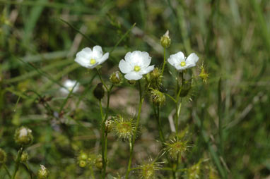 APII jpeg image of Drosera hookeri  © contact APII