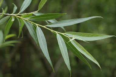 APII jpeg image of Salix fragilis nothovar. X fragilis  © contact APII