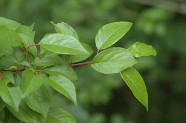 APII jpeg image of Prunus cerasifera  © contact APII