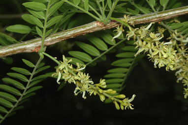 APII jpeg image of Gleditsia triacanthos  © contact APII