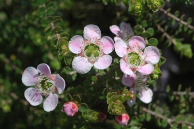 APII jpeg image of Leptospermum rotundifolium 'Julie Ann'  © contact APII