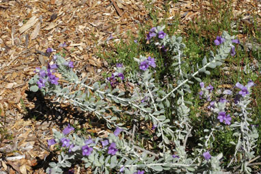 APII jpeg image of Eremophila mackinlayi subsp. spathulata  © contact APII