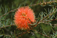 Melaleuca fulgens