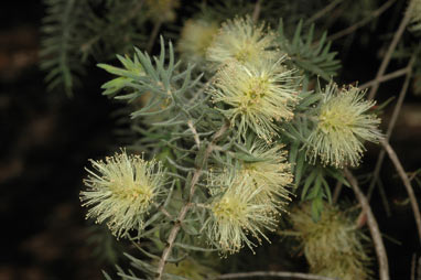 APII jpeg image of Melaleuca incana  © contact APII