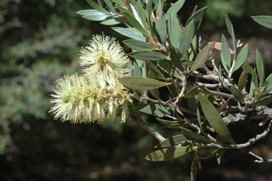 APII jpeg image of Callistemon pallidus  © contact APII