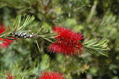 APII jpeg image of Callistemon subulatus  © contact APII