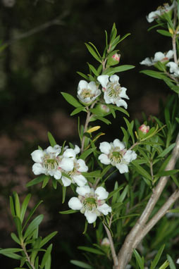 APII jpeg image of Leptospermum variabile  © contact APII