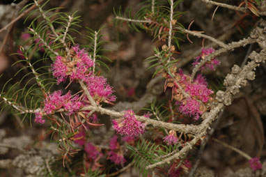 APII jpeg image of Melaleuca wilsonii  © contact APII