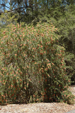 APII jpeg image of Callistemon 'Country Sprite'  © contact APII