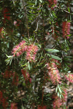 APII jpeg image of Callistemon 'Country Sprite'  © contact APII