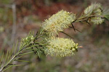 APII jpeg image of Callistemon sieberi  © contact APII