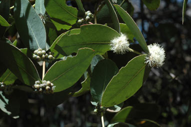 APII jpeg image of Eucalyptus neglecta  © contact APII