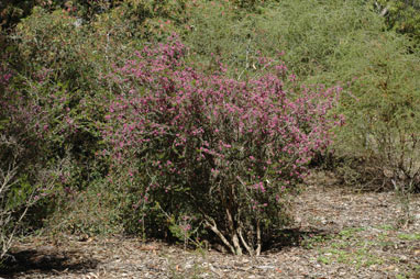 APII jpeg image of Melaleuca scabra  © contact APII