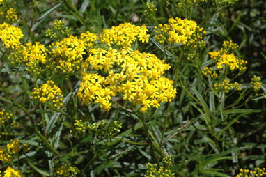 APII jpeg image of Senecio linearifolius var. linearifolius  © contact APII