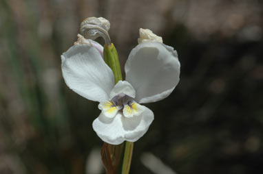 APII jpeg image of Diplarrena moraea  © contact APII