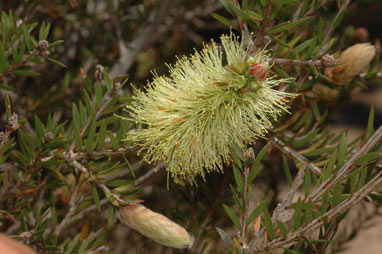 APII jpeg image of Callistemon viridiflorus  © contact APII