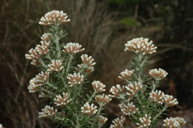 APII jpeg image of Ozothamnus purpurascens  © contact APII